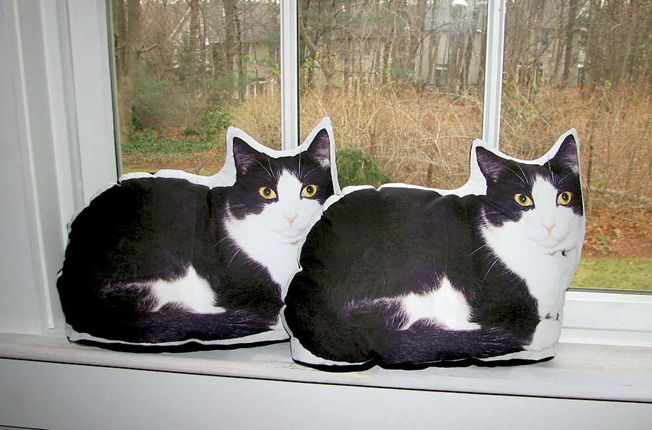 hypoallergenic cats or portable pets